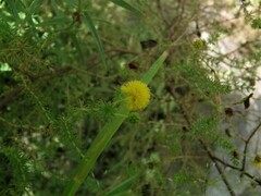 Acacia lycopodiifolia