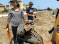 Sphenophorus aequalis