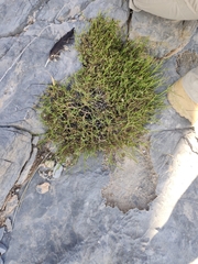 Lavandula subnuda