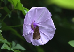 Pelopidas assamensis