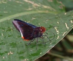 Thracides cleanthes