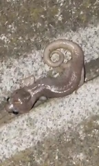 Aneides lugubris