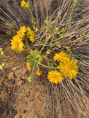 Heterotheca subaxillaris