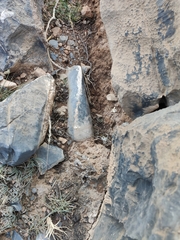 Helichrysum glumaceum