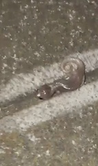 Aneides lugubris