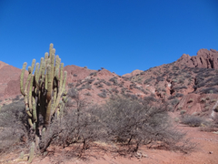 Trichocereus tacaquirensis