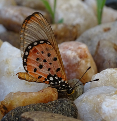 Acraea neobule