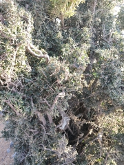 Sideroxylon mascatense