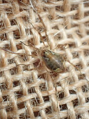 Paroligolophus agrestis