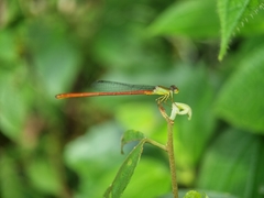 Ceriagrion chaoi