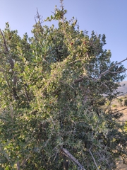 Sideroxylon mascatense