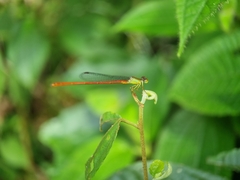 Ceriagrion chaoi