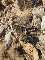Ephedra pachyclada