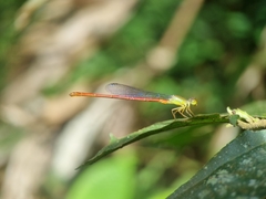Ceriagrion chaoi