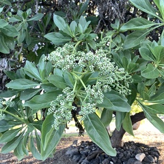 Heliotropium arboreum