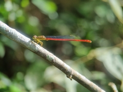 Ceriagrion chaoi
