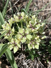 Asclepias asperula
