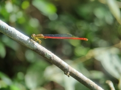 Ceriagrion chaoi