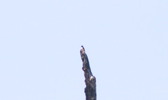 Microhierax fringillarius