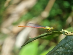 Ceriagrion chaoi