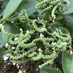 Heliotropium arboreum