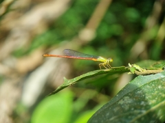 Ceriagrion chaoi