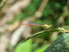 Ceriagrion chaoi