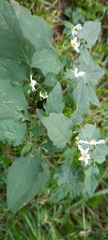 Solanum nigrum