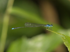 Prodasineura laidlawii