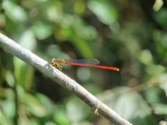 Ceriagrion chaoi