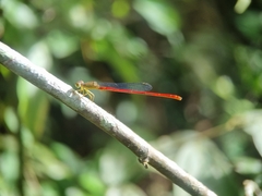 Ceriagrion chaoi