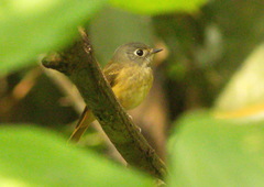 Muscicapa ferruginea
