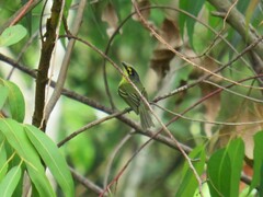 Todirostrum poliocephalum