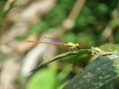 Ceriagrion chaoi