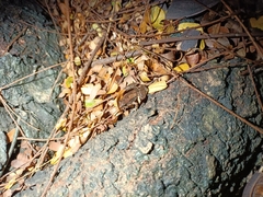 Microhyla mukhlesuri