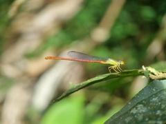 Ceriagrion chaoi
