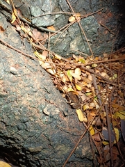 Microhyla mukhlesuri