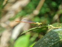 Ceriagrion chaoi