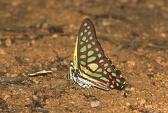Graphium arycles