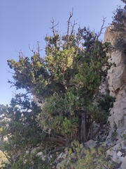 Juniperus seravschanica