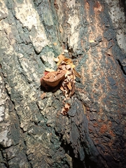 Microhyla mukhlesuri