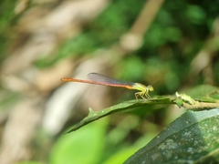 Ceriagrion chaoi