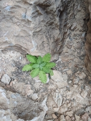 Dionysia mira
