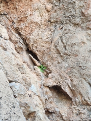 Dionysia mira
