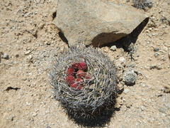 Eriosyce confinis