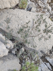 Olea europaea