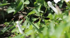 Calopteryx haemorrhoidalis