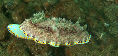 Goniobranchus