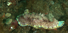 Goniobranchus