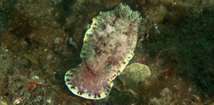 Goniobranchus